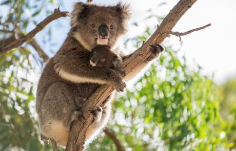 Avstralija bo s posebnim programom zaščitila koale, ki v zadnjih letih izumirajo