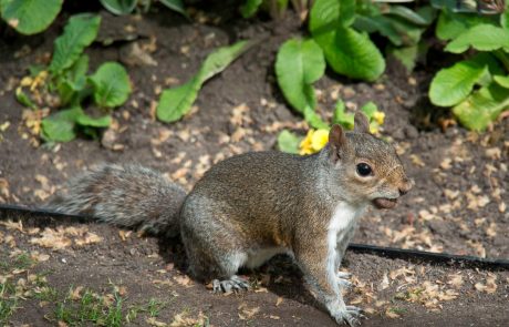 V Veliki Britaniji odkrili gobave veverice