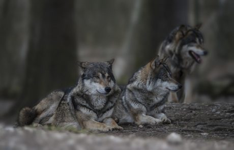 Volkovi na turistični kmetiji nedaleč od Pivke poklali več kot 10 ovac