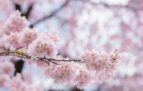 Na Japonskem v pričakovanju čarobnega cvetenja češenj, ki so simbol sreče, ljubezni in pomladi
