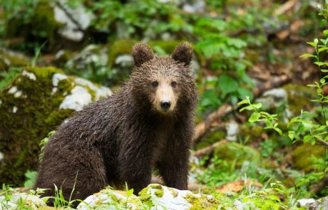 Ustavno sodišče primazalo zaušnico DZ, interventni zakon o odstrelu medvedov in volkov razveljavljen