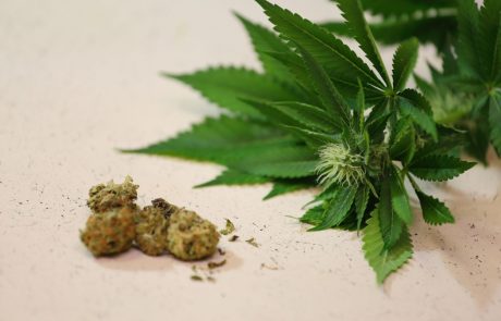 Medicinska marihuana kmalu legalna, a jo bomo morali uvažati