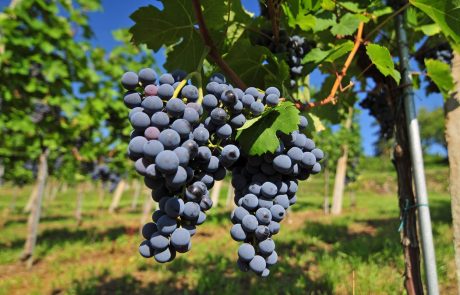 Slovenija na sejmu v Hongkongu navdušila z našim odličnim vinom