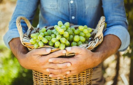 V slovenski Istri se začenja trgatev, suša se bo poznala tudi na kakovosti vin