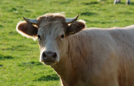 Zdravniki odkrili novo obliko bolezni norih krav pri človeku
