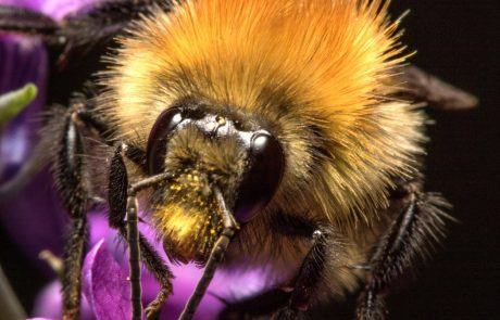 Znanstveniki odkrili 400 milijonov let staro žival s čebeljimi očmi