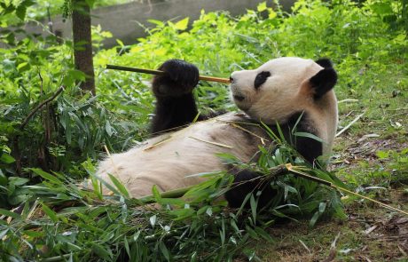 Veliki panda ni več ogrožen, je pa tik pred izumrtjem neka druga žival