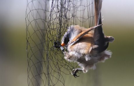 23-letnik s pomočjo mrež in pasti lovil različne vrste zaščitenih ptic