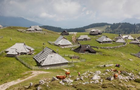 Na Veliki planini bosta letos krave pasla znana Slovenca