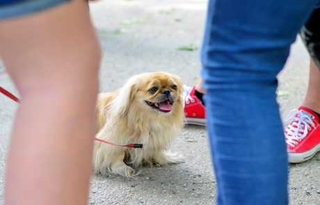 V Zagrebu bodo neodgovorne lastnike psov močno udarili po žepu