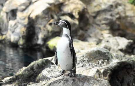 Samička išče ukradenega pingvina, saj pingvini vse življenje ostanejo zvesti enemu partnerju
