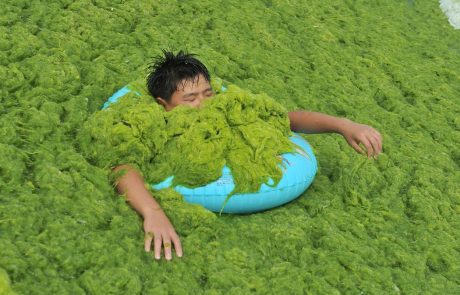 Plažo preplavile alge, Kitajci še kar veselo plavajo