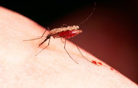 Smrt štiriletnice zaradi malarije buri duhove v Italiji: “Nikoli še nisem bil priča takšnemu skrivnostnemu primeru”