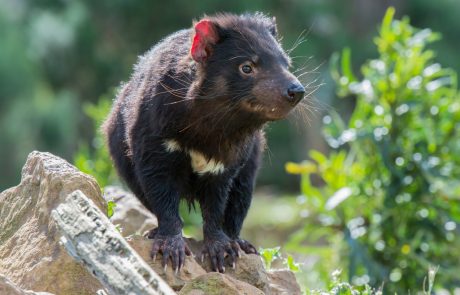 Po 3000 letih se je tasmanski vrag vrnil na avstralsko celino