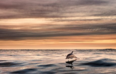 Slovensko morje obogatil prvi letošnji delfinji mladič