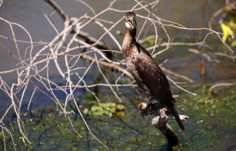 Ribiči zavajajo, ko govorijo o škodljivem vplivu kormoranov