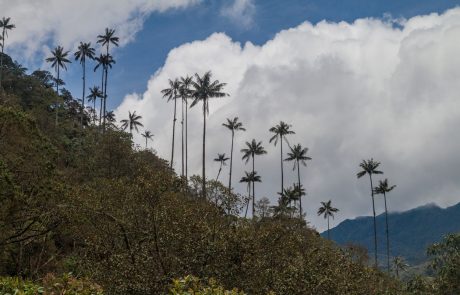 Kolumbija lani zaradi deforestacije izgubila gozd v velikosti skoraj desetine Slovenije