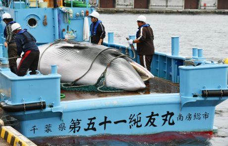 Japonska, Norveška in Islandija se ne nameravajo odpovedati kitolovu