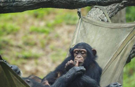 Šimpanzi bolj inteligentni, kot smo mislili