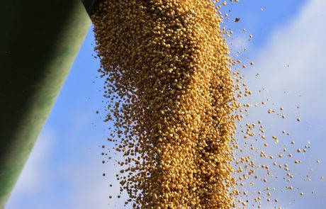 Sodišče EU potrdilo odobritev Monsantove gensko spremenjene soje