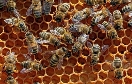 V DZ obeležili drugo obletnico razglasitve svetovnega dne čebel