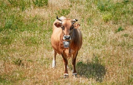 Krave, ki je po pomoti zatavala v Srbijo, vendarle ne bodo usmrtili