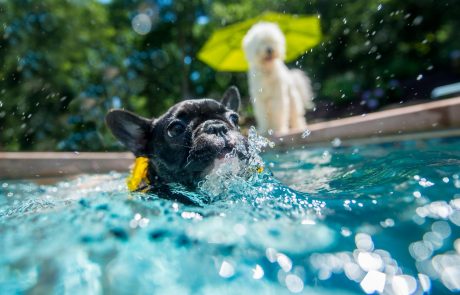 Kako psu pomagati prenašati poletno vročino?