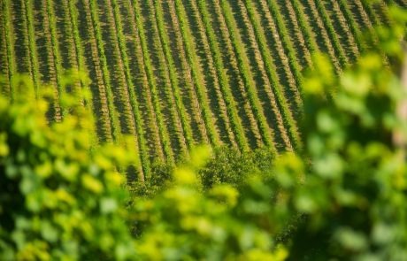 Maribor bo dobil muzej vinogradništva