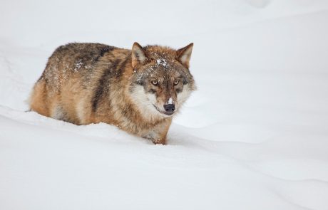 V Nemčiji 150 let ni bilo volkov, zdaj pa dovoljen odstrel