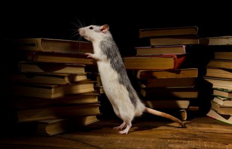 Znanost prehiteva etiko: človeški ‘mini-možgani’, vsajeni v telesa podgan, “so se pričeli integrirati”