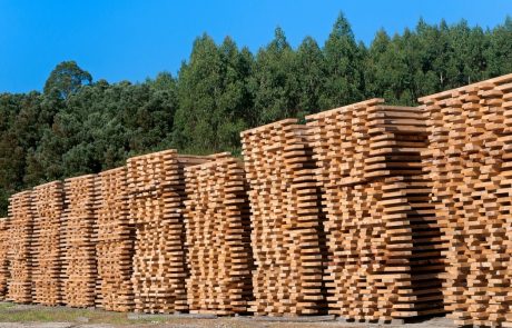 ”Slovenija ima največji letni prirast lesa na prebivalca v Evropi, a je po predelavi lesa na repu”