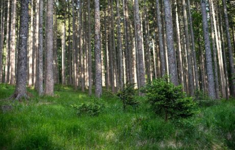 Na Mariborskem Pohorju začeli sekati gozd za novo smučarsko progo