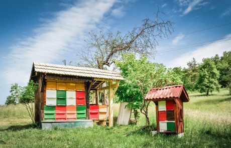 Slovenija bo dobila čebelarsko akademijo