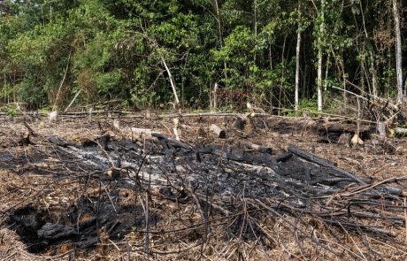 Brazilska vlada zamrznila načrte rudarjenja v Amazonskem pragozdu