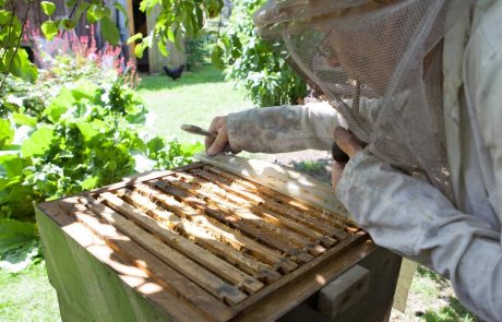 Danes v Sloveniji poteka dan odprtih vrat slovenskih čebelarjev