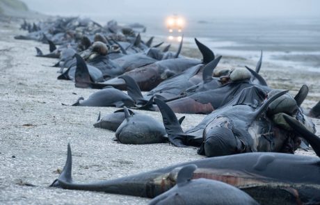 Na Novi Zelandiji se bojijo eksplozije trupel nasedlih kitov