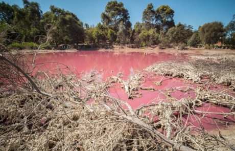 Avstralsko jezero postalo živo rožnato: “Gre za povsem naraven pojav”
