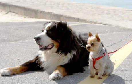 So bolj pametni večji ali manjši psi?