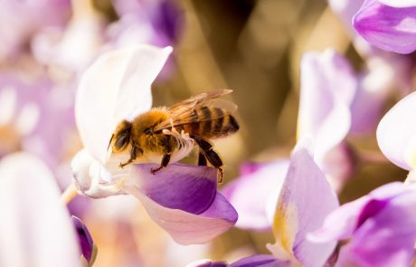 20. maj že prihodnje leto na pobudo Slovenije svetovni dan čebel