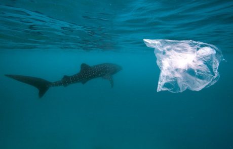 Znanstveniki prišli do šokantnega odkritja: V živalih, ki živijo na dnu oceana, našli plastiko