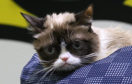Pri sedmih letih starosti je umrl slavni čemerni maček Grumpy Cat