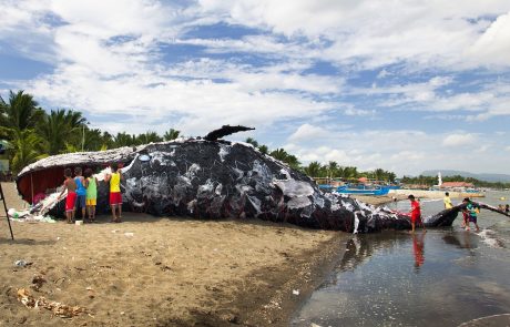 Obiskovalce plaže je pretresel pogled na truplo kita, polno plastičnih odpadkov