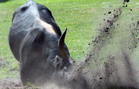 Agresiven bik ubil 52-letnega Slovenca
