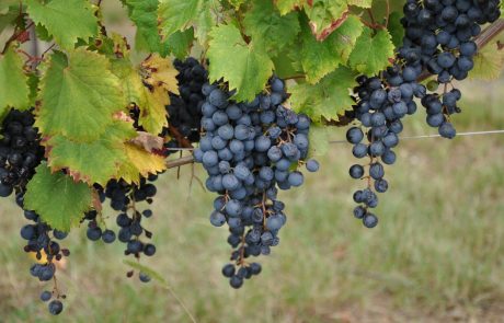 Prvi slovenski vinarji že začeli s trgatvijo