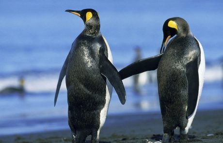Na Novi Zelandiji odkrili fosil pingvina, ki je bil velik kot človek