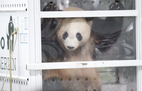 Kitajska v Nemčijo poslala dva živalska ambasadorja