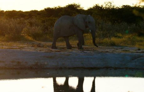Ulov divjih slonov za živalske vrtove bo končno prepovedan