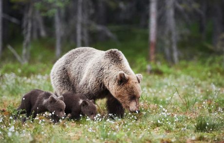 V bližini Ljubljane opazili medvedko z dvema mladičema
