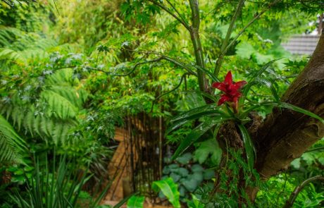 Iz neuglednega vrta za hišo si je ustvaril tropski paradiž (foto)