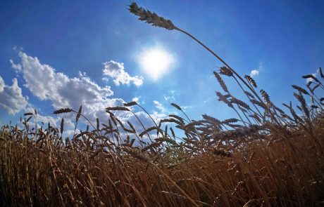 V Pomurju bo letos pšenice manj, bo pa boljša